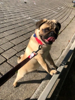 Collier Pour Chien Beleser Classique Et Martingale -Chats Chiens Fournitures Magasin image1