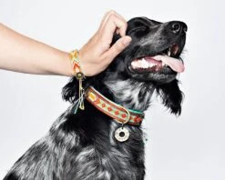 Collier En Cuir Paddy Lee Dwam -Chats Chiens Fournitures Magasin image 21e98f3d 92a5 48de bb06 03c18f7bad34