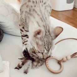 Jouet Pour Chat Musse -Chats Chiens Fournitures Magasin image 6e6f79df 82f1 456c a7d6 12b295aa4834