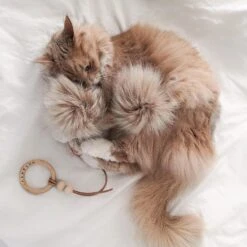 Jouet Pour Chat Tollo -Chats Chiens Fournitures Magasin image a3d27e3f 9580 40bb 9fec bf4e6a3202f8