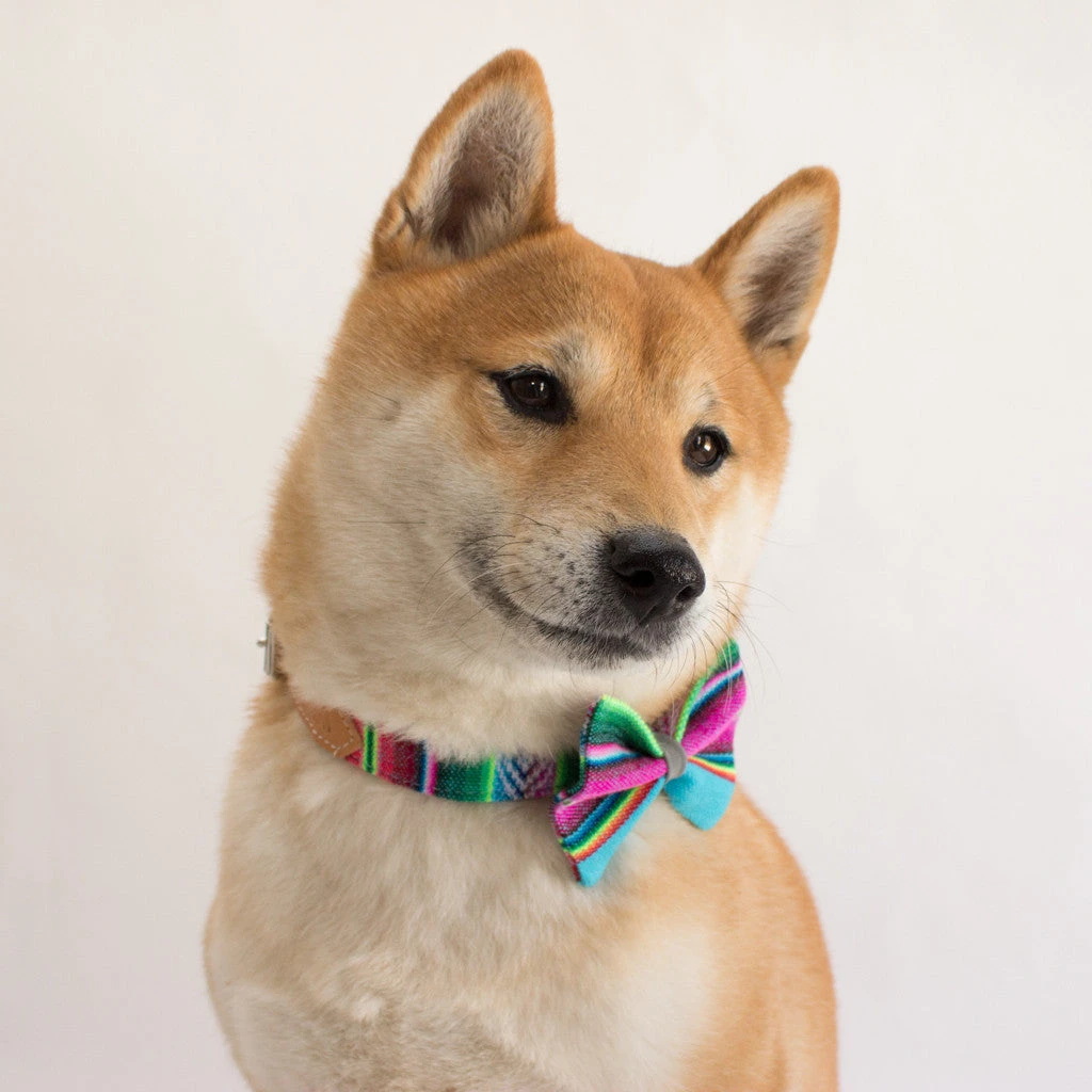 Noeud Papillon Pour Chien Inca Blue 3 Noeud Papillon Pour Chien Inca Blue – Image 3