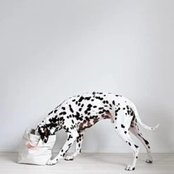 Sac De Rangement Pour Jouets Pour Chien -Chats Chiens Fournitures Magasin kind S6A6431 2000x2000px44 e1b06691 c819 4f62 b7d6 b21a1d75ce8c