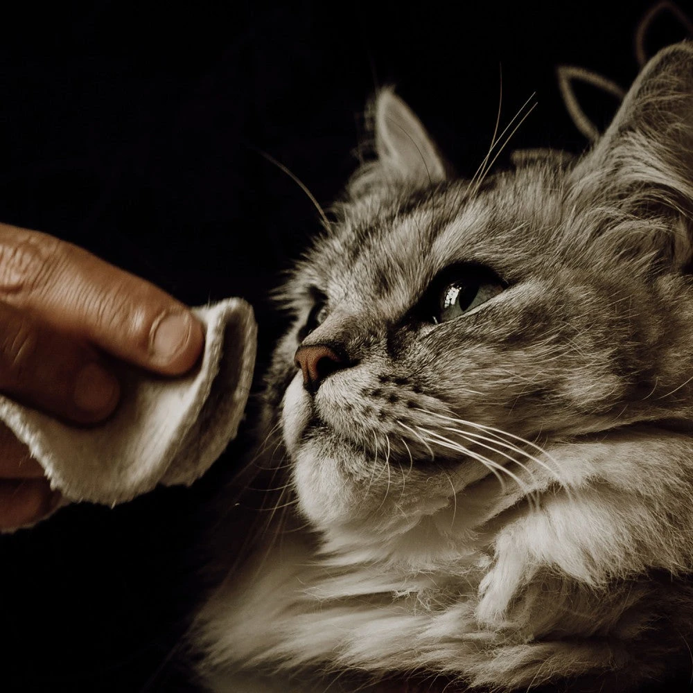 Lotion Nettoyante Chiens Et Chats 2 Lotion Nettoyante Chiens Et Chats – Image 2