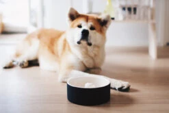 Bol En Céramique Anti-glouton Pour Chien -Chats Chiens Fournitures Magasin magisso self cooling pet bowl happy pet project 01