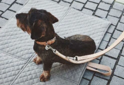 Collier En Cuir Pour Chien Bergamo -Chats Chiens Fournitures Magasin mc c04 007 02 sm walk bergamo natural simba 1 354