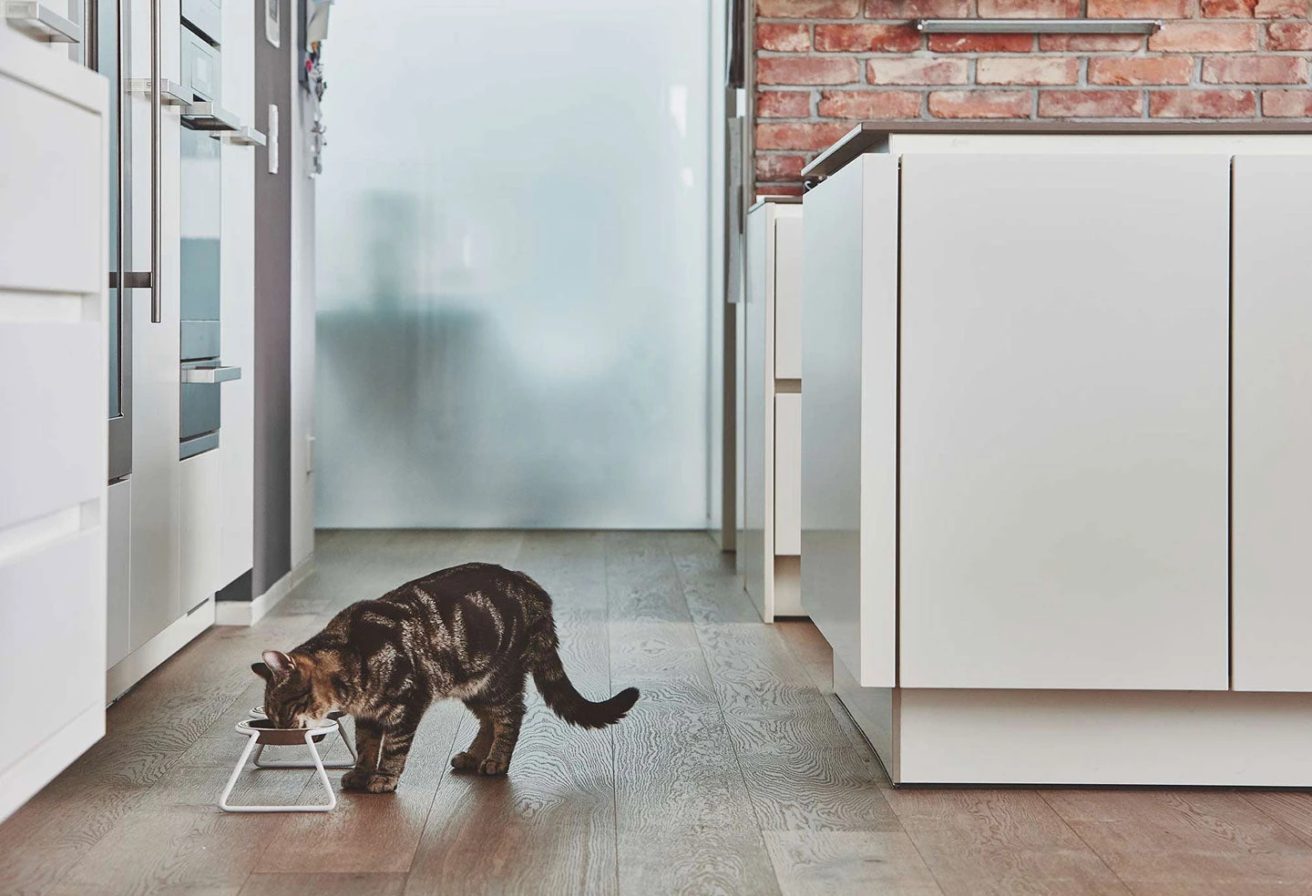 Double écuelle Design Pour Chat Cena 4 Double écuelle Design Pour Chat Cena – Image 4