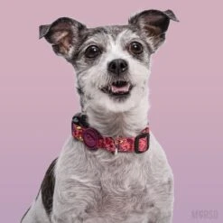 Collier Pour Chien Pink Think -Chats Chiens Fournitures Magasin morso collare pink think img 05