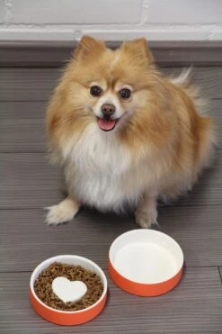 Bol Anti-glouton Pour Chat Et Petit Chien -Chats Chiens Fournitures Magasin p 774e442a 307e 49b4 bce6 3d50acc2b8ef