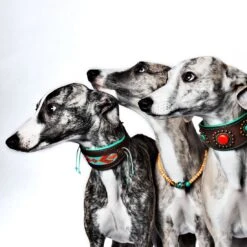 Collier En Cuir Paddy Lee Dwam -Chats Chiens Fournitures Magasin paddy lee collar greyhound m 7042 en G