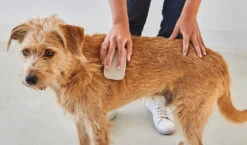 Brosse Pour Chien (poil Court Et Long) -Chats Chiens Fournitures Magasin pelo buehne