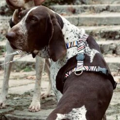 Harnais En H Pour Chien Spaghetti -Chats Chiens Fournitures Magasin pettorina h spaghetti incident mini gallery 02