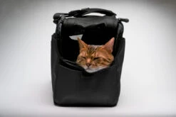 Sac De Transport Pour Chats Et Petits Chien Atom -Chats Chiens Fournitures Magasin sac de transport pour chat et petit chien sleepypod atom noir 2