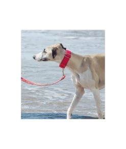 Collier Pour Chien Strawberry -Chats Chiens Fournitures Magasin solid strawberry 2d3afe0d 3e3f 45d6 8d5a aaf0c2377696