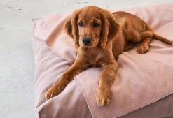 Coussin Relaxant Pour Chien Velluto -Chats Chiens Fournitures Magasin velluto kissen bildergalerie