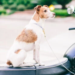 Collier Pour Chien You’re A Stud Cream & Lake Blue -Chats Chiens Fournitures Magasin youreastudcreamandblue